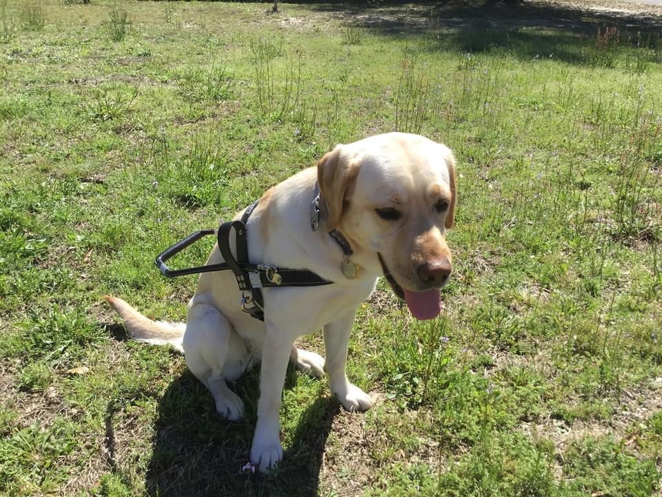 May be an image of dog and grass